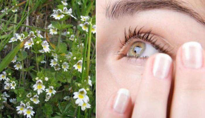 Biljke za poboljšanje vida!